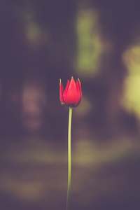 Une tulipe qui pousse seule et avec conviction d'être à sa place